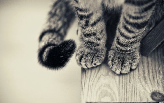 1305906221-cats-kittens-wallpaper.jpg, 1012 KB
